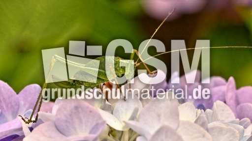 Kurzflügelige Schwertschrecke (9).jpg